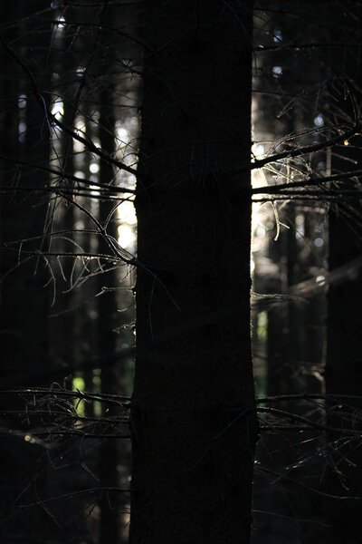 Forest tree and light