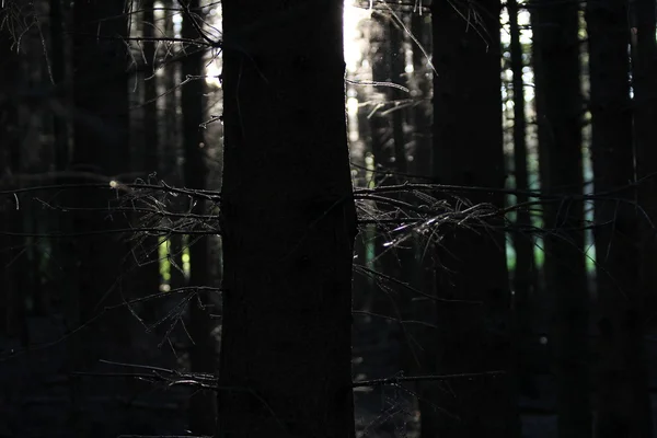 stock image Forest tree and light