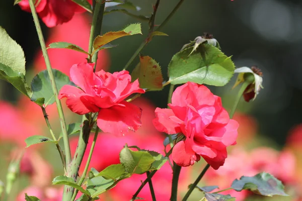 stock image Rose flowers