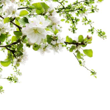 Apple Blossom over White clipart