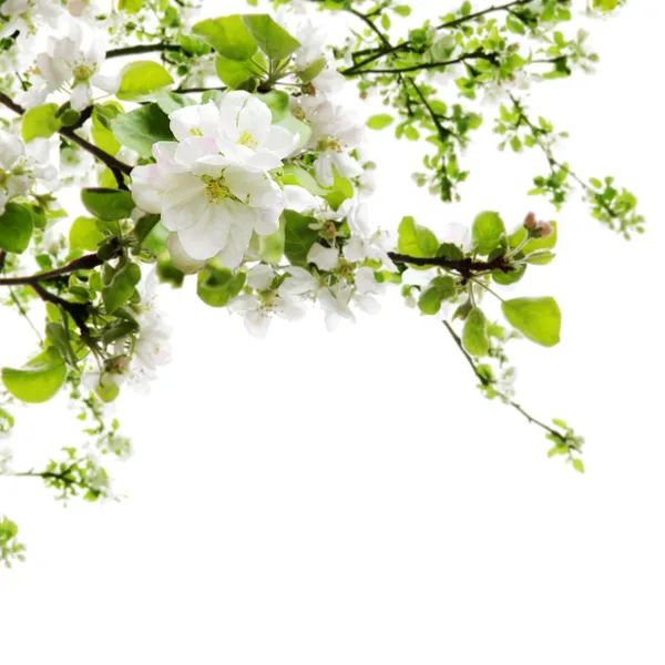 Apple květu nad bílá Stock Snímky