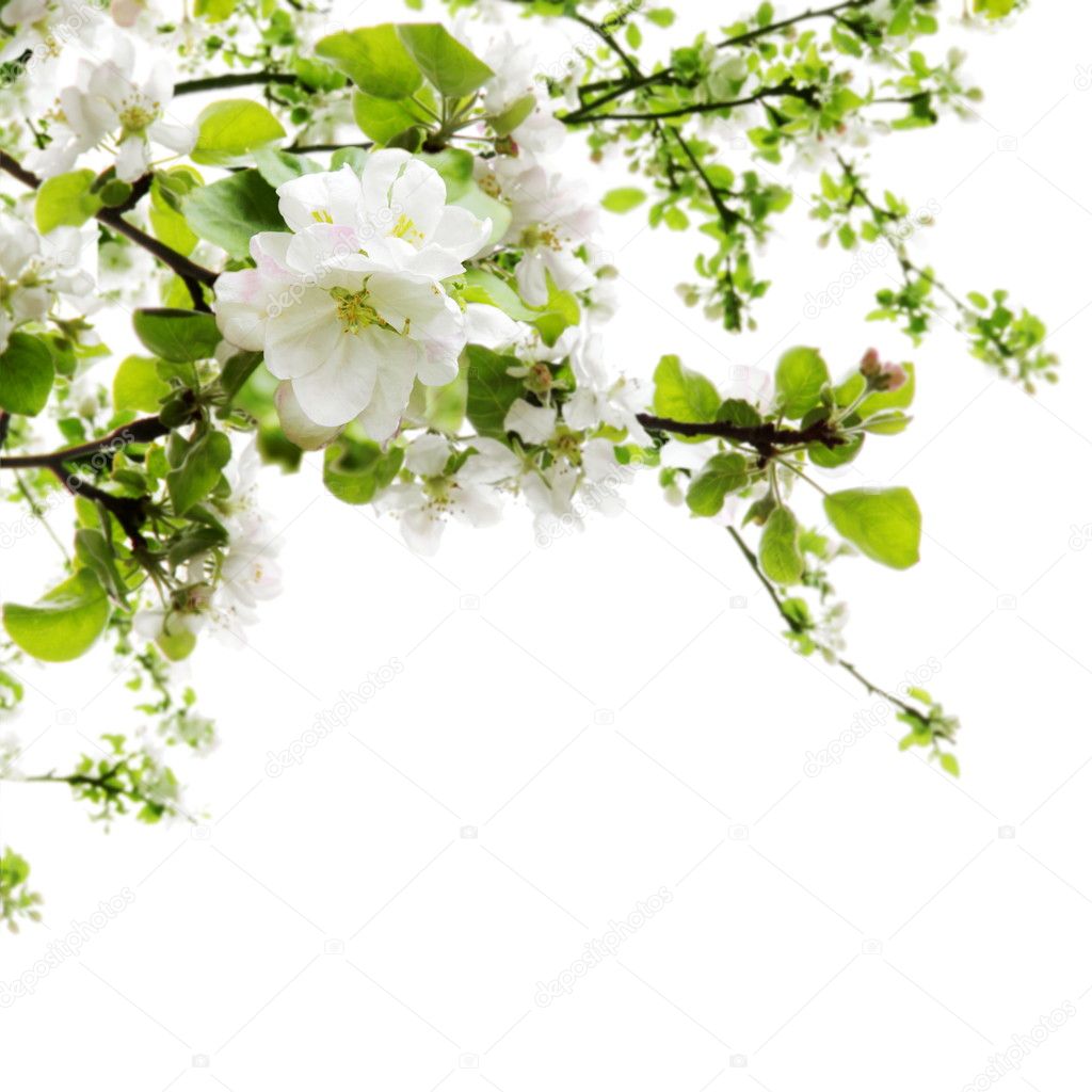 Apple Blossom over White