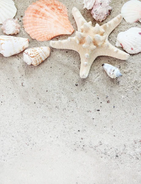 Deniz kabukları üzerinde kum dikey kenarlık — Stok fotoğraf