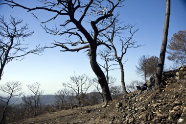 Yangından sonra orman