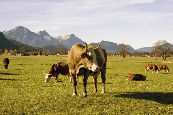 Glückliche deutsche Kühe auf grünem Gras — Stockfoto