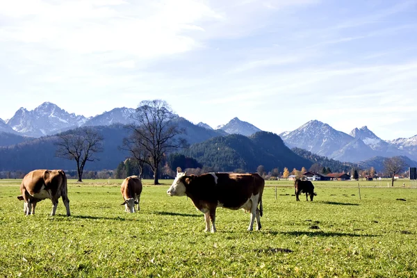 stock image Happy german cows on green grass