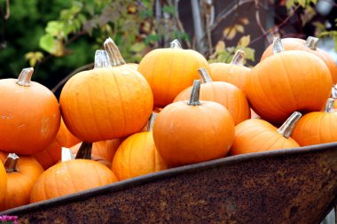 Halloween pumpkin clipart