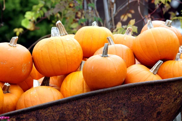 Halloween pumpkin Stock Image