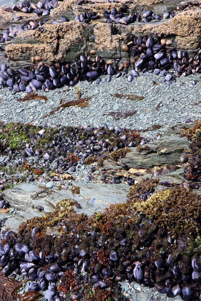 stock image Oysters in nature