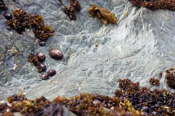 stock image Oysters in nature