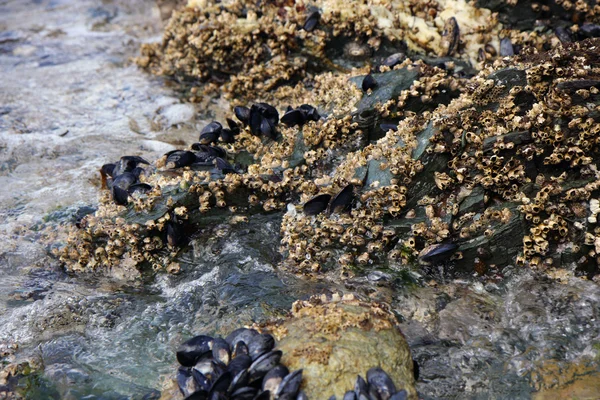 Stock image Oysters in nature