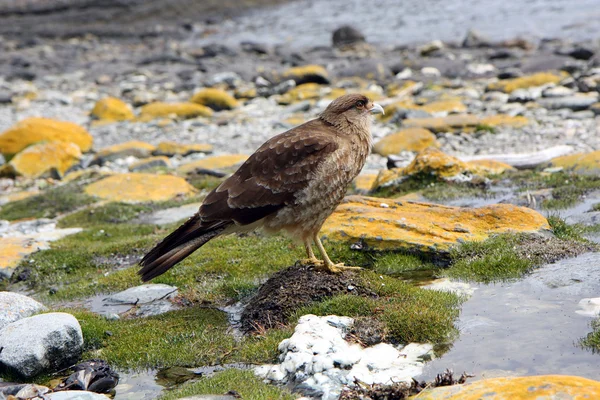 Falcon in Ushuaia — Stock Photo, Image