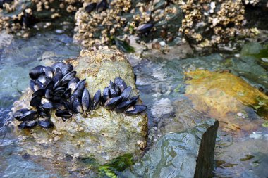 Oysters in nature clipart