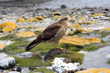 Falcon in Ushuaia clipart