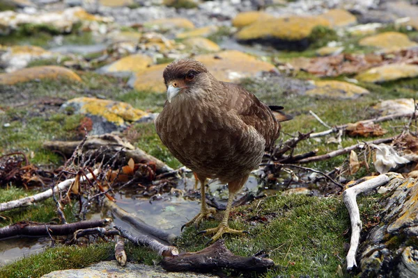 Halcón en Ushuaia — Foto de Stock