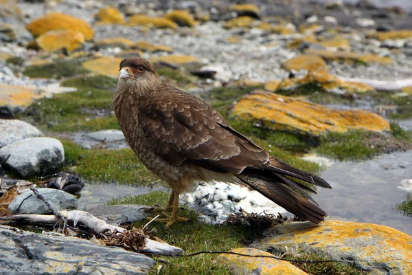 Halcón en Ushuaia — Foto de Stock