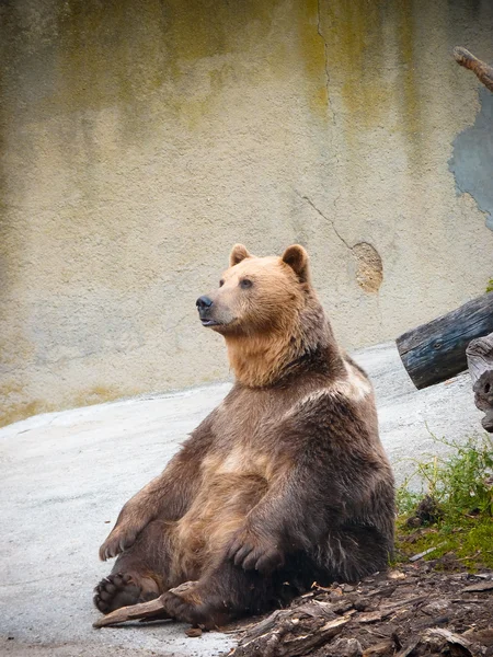 Alter Bär — Stockfoto