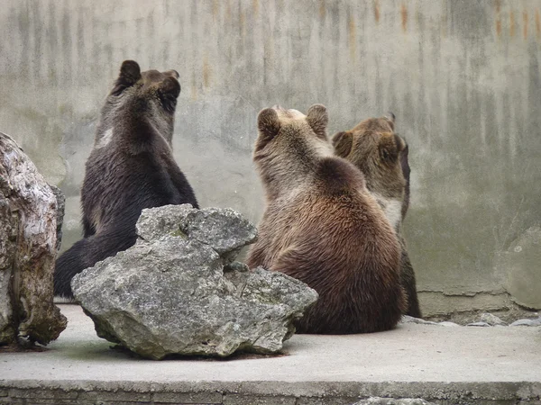 앉아있는 곰 — 스톡 사진