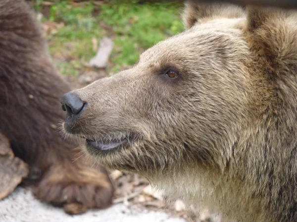 Głowę niedźwiedzia — Zdjęcie stockowe