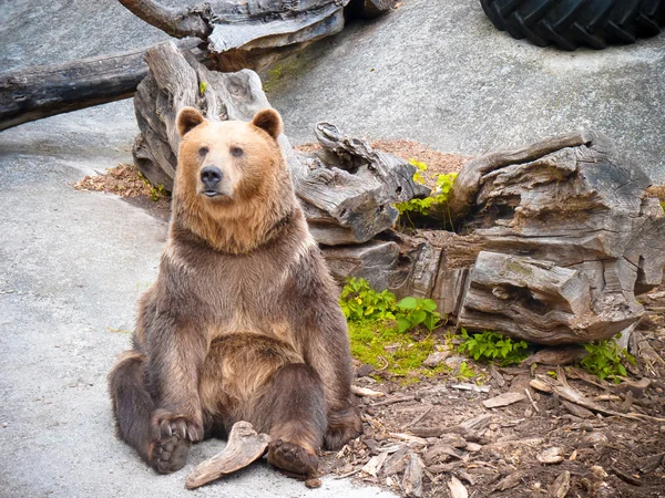 앉아있는 곰 스톡 이미지