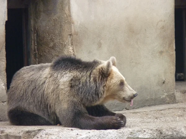 Бурый медведь Стоковое Изображение
