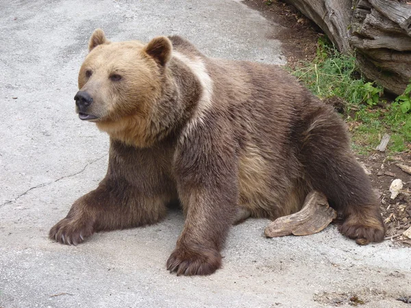 Brązowy niedźwiedź Obrazek Stockowy