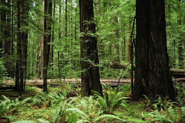 stock image Redwood trees