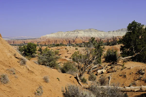 Woestijn zuidwesten — Stockfoto
