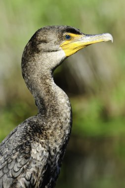 Double Crested Cormorant clipart