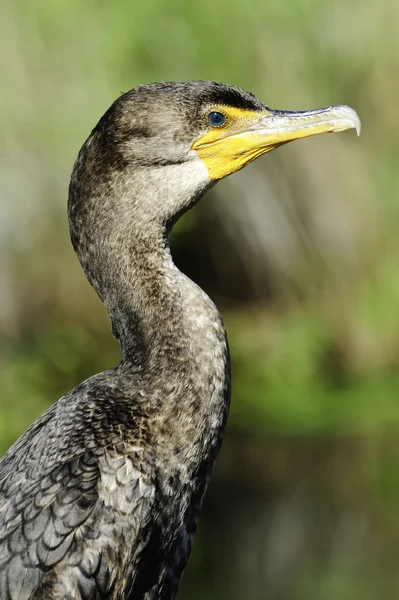 Double Crested Cormorant — Stock Photo, Image