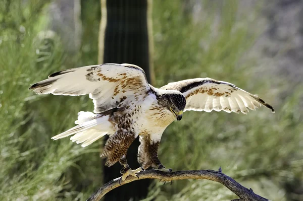 Järnhaltig hawk — Stockfoto