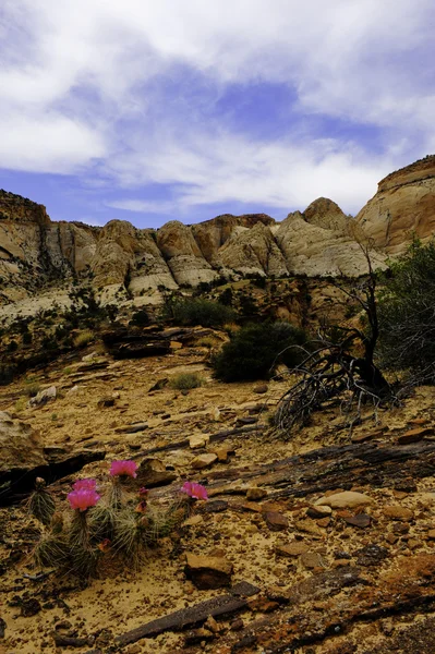 Cactus in Rocks — Fotografie, imagine de stoc