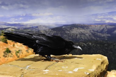 Bryce canyon raven