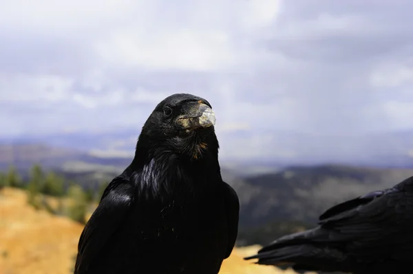 Raven portret — Stockfoto