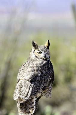 Great horned owl clipart