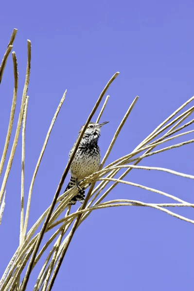 Kaktüs çit kuşu — Stok fotoğraf