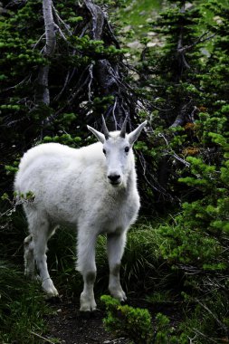 Mountain Goats at Glacier National Park clipart