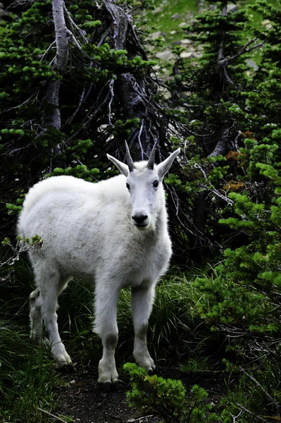 Cabras de montaña en el Parque Nacional Glaciar — Foto de Stock