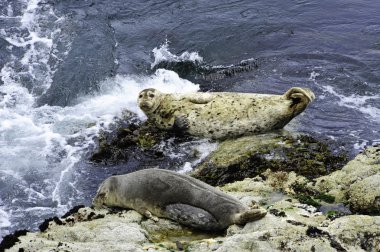 Two harbor seals clipart