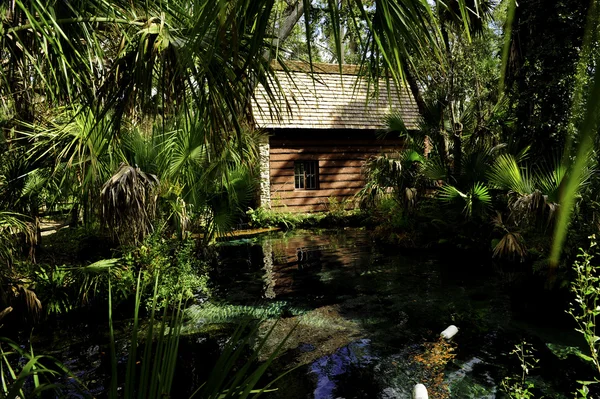 Ardıç springs florida