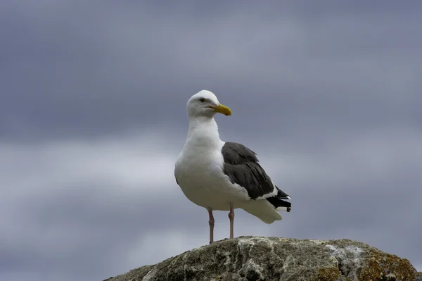 Sea gull na skále — Stock fotografie