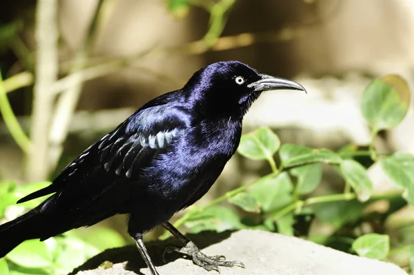 Great-tailed Grackle — Stock Photo, Image