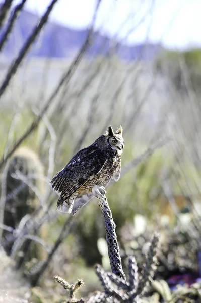 stock image Great Horned Owl