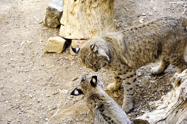 stock image Two Bobcats