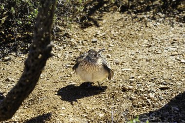 Roadrunner