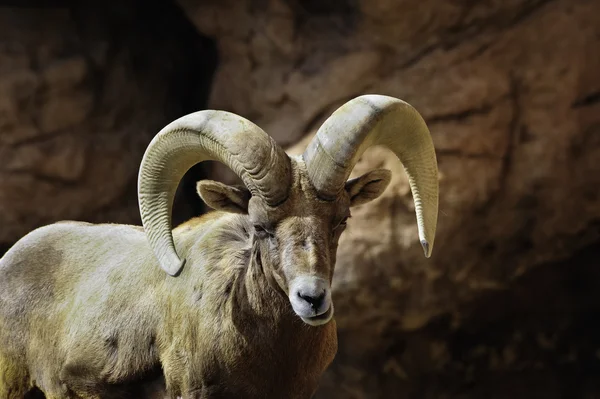 Woestijn grote hoorn schapen — Stockfoto