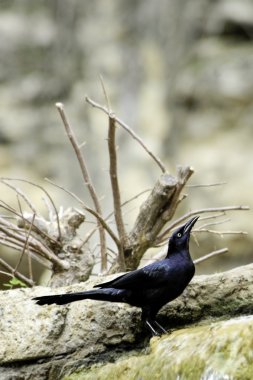 büyük kuyruklu grackle