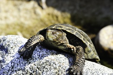 Pacific pond turtle clipart