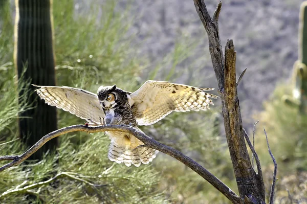 Great horned owl landning — Stockfoto