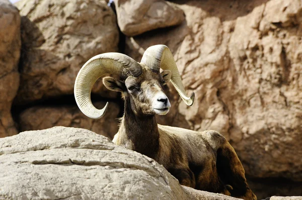 stock image Desert Big Horn Sheep